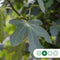 Vijgenboom 25/30 cm Ficus Carica 275 cm
