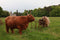 Customize it - Tuinschilderij hooglanders 130x70cm