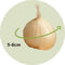 Plant in a Box - Allium Sphaerocephalon - Bloembollen x200 - Trommelstok - Bloembollen voor Tuin, Terras of Balkon