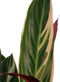 Calathea Triostar met Elho brussels antracite ↨ 85cm - hoge kwaliteit planten