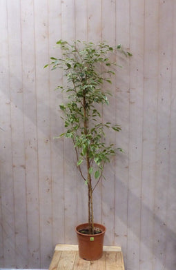 Kamerplant Ficus donkergroen 160 cm