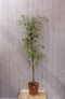 Kamerplant Ficus donkergroen 160 cm