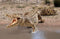 Schleich WILD LIFE - Krokodil - 14736