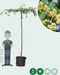 Linde vierkant dak 220 cm stamhoogte | Tilia europea 14-18 cm 220 cm| Bomenbezorgd.nl