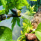 Repto Flex Rainmaker - Goedkoop regensysteem Terrarium