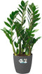 Elho Brussels Rond Wielen 40 - Grote Bloempot - 100% Gerecycled Plastic - Ø 39.0 x H 36.5 cm - Antraciet