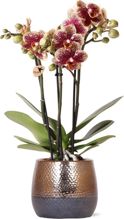 Geel rode Phalaenopsis orchidee – Spain + Elite sierpot copper – potmaat Ø9cm – 40cm hoog -