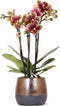 Geel rode Phalaenopsis orchidee – Spain + Elite sierpot copper – potmaat Ø9cm – 40cm hoog -