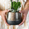 Geel rode Phalaenopsis orchidee – Spain + Elite sierpot copper – potmaat Ø9cm – 40cm hoog -
