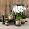 Geel rode Phalaenopsis orchidee – Spain + Elite sierpot copper – potmaat Ø9cm – 40cm hoog -