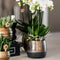 Geel rode Phalaenopsis orchidee – Spain + Elite sierpot copper – potmaat Ø9cm – 40cm hoog -