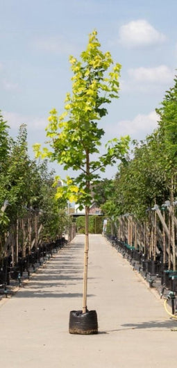 Geelbladige Noorse esdoorn | Acer pl. 'Princeton Gold' 10-14 cm | Bomenbezorgd.nl