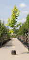 Geelbladige Noorse esdoorn | Acer pl. 'Princeton Gold' 10-14 cm | Bomenbezorgd.nl
