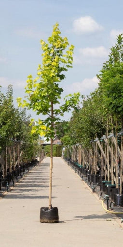 Geelbladige Noorse esdoorn | Acer pl. 'Princeton Gold' 6-10 cm | Bomenbezorgd.nl