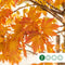 Geelbladige Noorse esdoorn | Acer pl. 'Princeton Gold' 6-10 cm | Bomenbezorgd.nl