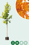 Geelbladige Noorse esdoorn | Acer pl. 'Princeton Gold' 6-10 cm | Bomenbezorgd.nl