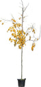 Geelhout Cladrastis kentukea 250 cm