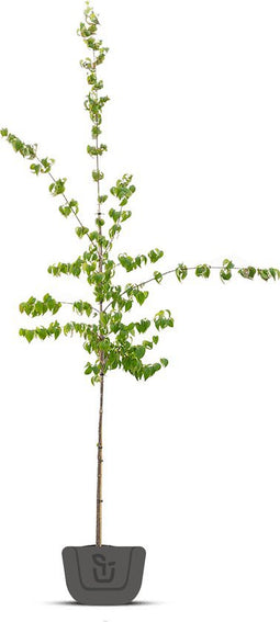Gele kornoelje meerstammig Cornus mas 187,5 cm