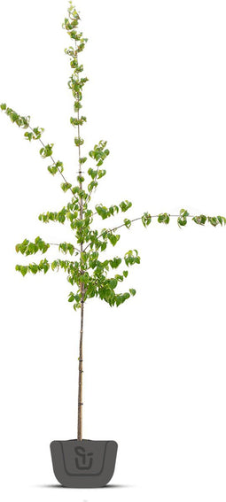 Gele kornoelje solitair | Cornus mas 150-175 hoog| Bomenbezorgd.nl