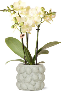 Gele Phalaenopsis orchidee – Mexico + Citrus sierpot green – potmaat Ø9cm – 40cm hoog -