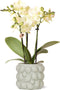 Gele Phalaenopsis orchidee – Mexico + Citrus sierpot green – potmaat Ø9cm – 40cm hoog -