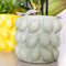 Gele Phalaenopsis orchidee – Mexico + Citrus sierpot green – potmaat Ø9cm – 40cm hoog -