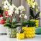 Gele Phalaenopsis orchidee – Mexico + Citrus sierpot green – potmaat Ø9cm – 40cm hoog -