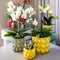 Gele Phalaenopsis orchidee – Mexico + Citrus sierpot green – potmaat Ø9cm – 40cm hoog -