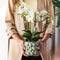 Gele Phalaenopsis orchidee – Mexico + Citrus sierpot green – potmaat Ø9cm – 40cm hoog -