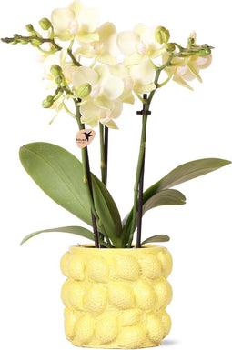 Gele Phalaenopsis orchidee - Mexico + Citrus sierpot yellow - potmaat Ø9cm -
