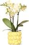 Gele Phalaenopsis orchidee - Mexico + Citrus sierpot yellow - potmaat Ø9cm -