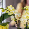 Gele Phalaenopsis orchidee - Mexico + Citrus sierpot yellow - potmaat Ø9cm -