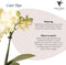 Gele Phalaenopsis orchidee - Mexico + Citrus sierpot yellow - potmaat Ø9cm -