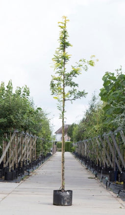 Gele valse Christusdoorn | Gleditsia tr. 'Sunburst' 18-20 cm | Bomenbezorgd.nl