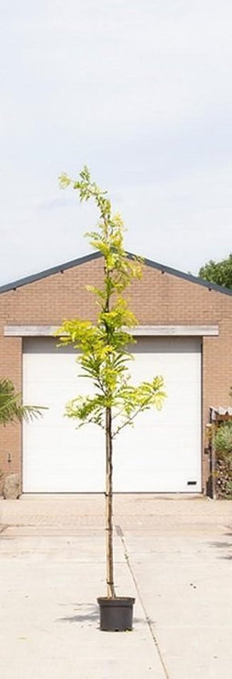 Gele valse Christusdoorn - ‘Gleditsia tr. 'Sunburst' 200 - 300 cm totaalhoogte (6 - 10 cm stamomtrek)