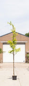 Gele valse Christusdoorn - ‘Gleditsia tr. 'Sunburst' 200 - 300 cm totaalhoogte (6 - 10 cm stamomtrek)