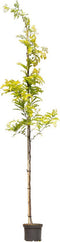 Gele valse Christusdoorn - ‘Gleditsia tr. 'Sunburst' 200 - 300 cm totaalhoogte (6 - 10 cm stamomtrek)