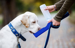 Genius Ideas drinkfles voor honden