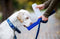 Genius Ideas drinkfles voor honden
