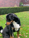 Gentle Leader hoofdhalster Medium zwart Beaphar