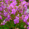 Geranium cant. 'Cambridge' | 1 stuk | Bodembedekker | vermijd onkruid | grondbedekker | 11x11 cm Kwekerspot | winterhard | Roze