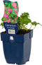 Geranium cant. 'Cambridge' | 1 stuk | Bodembedekker | vermijd onkruid | grondbedekker | 11x11 cm Kwekerspot | winterhard | Roze