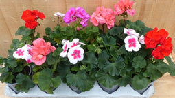 Geranium Staand 10 potjes in tray kleur mix