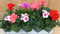 Geranium Staand 10 potjes in tray kleur mix