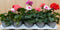 Geranium Staand 10 potjes in tray kleur mix