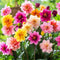 Plant in a Box - Dahlia - Dahliaknollen - Mix van 6 Dahlia Happy Single knollen - Kleurrijke Mix Dahlia Bloemen - Bloembollen