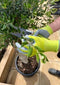Gerecycled tuinhandschoenen - Tuinhandschoenen - werkhandschoenen - tuinhandschoenen dames - tuinhan