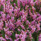 Geurkaars Heide en Wilde Bessen Large - 45 uur - Sojawas - Isle of Skye Candle