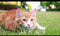 Almo Nature - Natvoer - Kip - Kattenvoer - Adult - 24 x 70 g