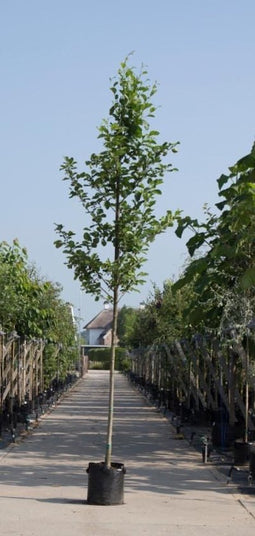 Gewone els Alnus glutinosa h 450 cm st. omtrek 16 cm